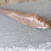 Baguette magique : serpent