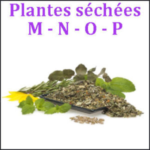 Plantes M-N-O-P