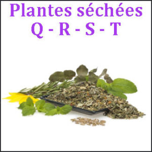 Plantes Q-R-S-T