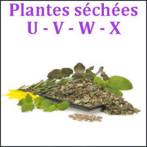 Plantes U-V-W-X