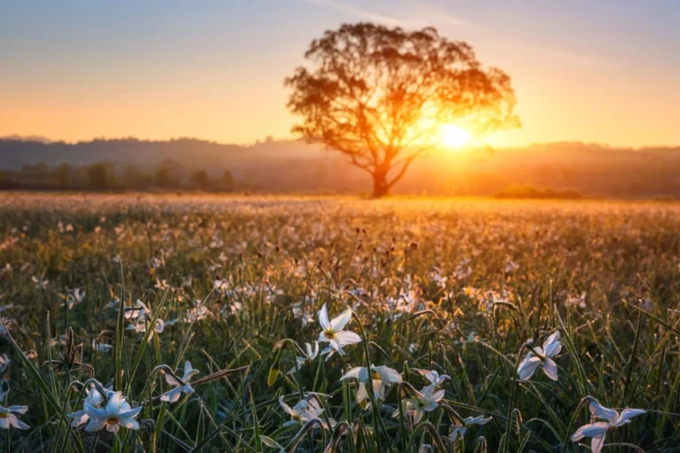 Paysage ostara