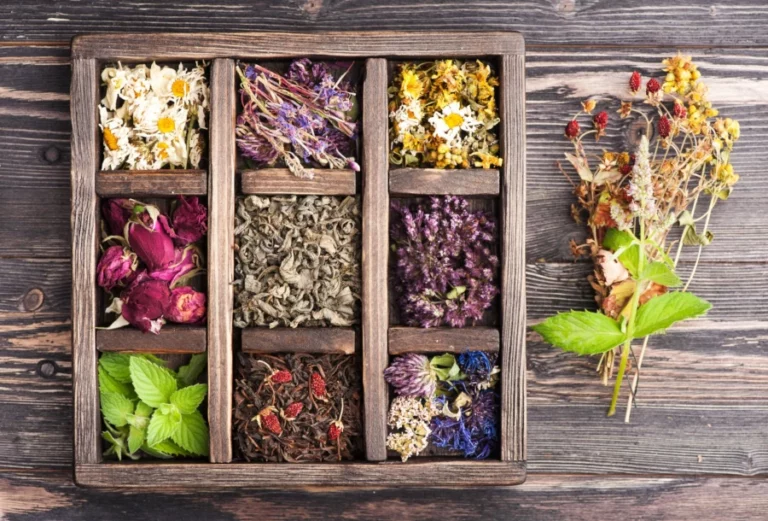 Plantes pour la purification