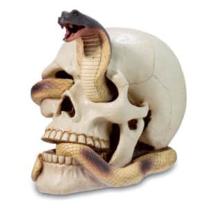 crâne serpent en résine