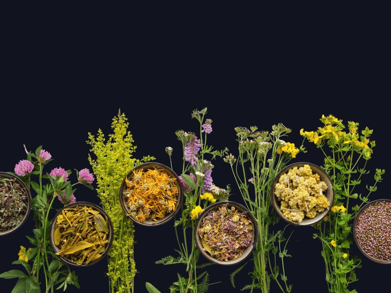Plantes séchées pour vos rituels